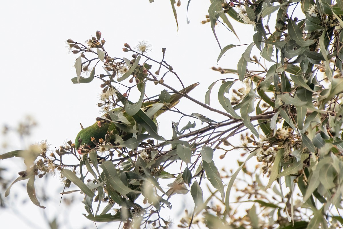 Scaly-breasted Lorikeet - ML622193484