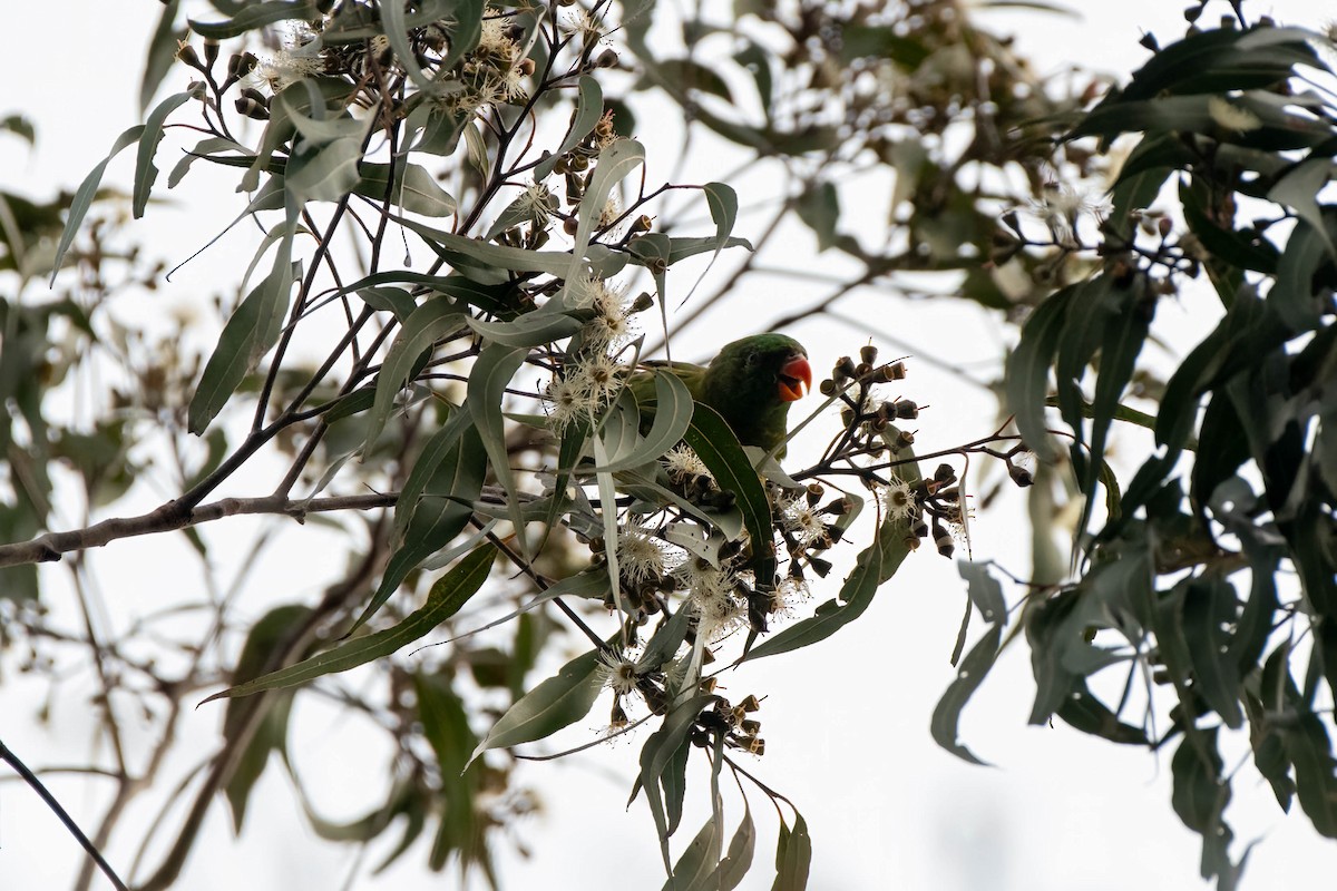 Scaly-breasted Lorikeet - ML622193485