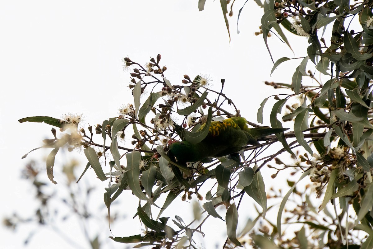 Scaly-breasted Lorikeet - ML622193486