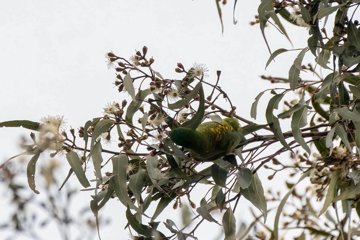 Scaly-breasted Lorikeet - ML622193487