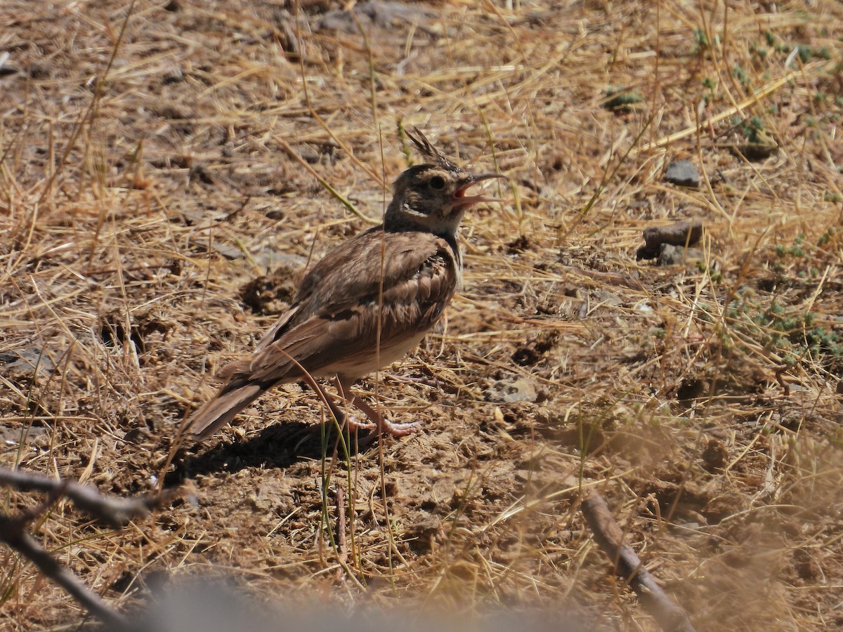 Crested Lark - ML622193488