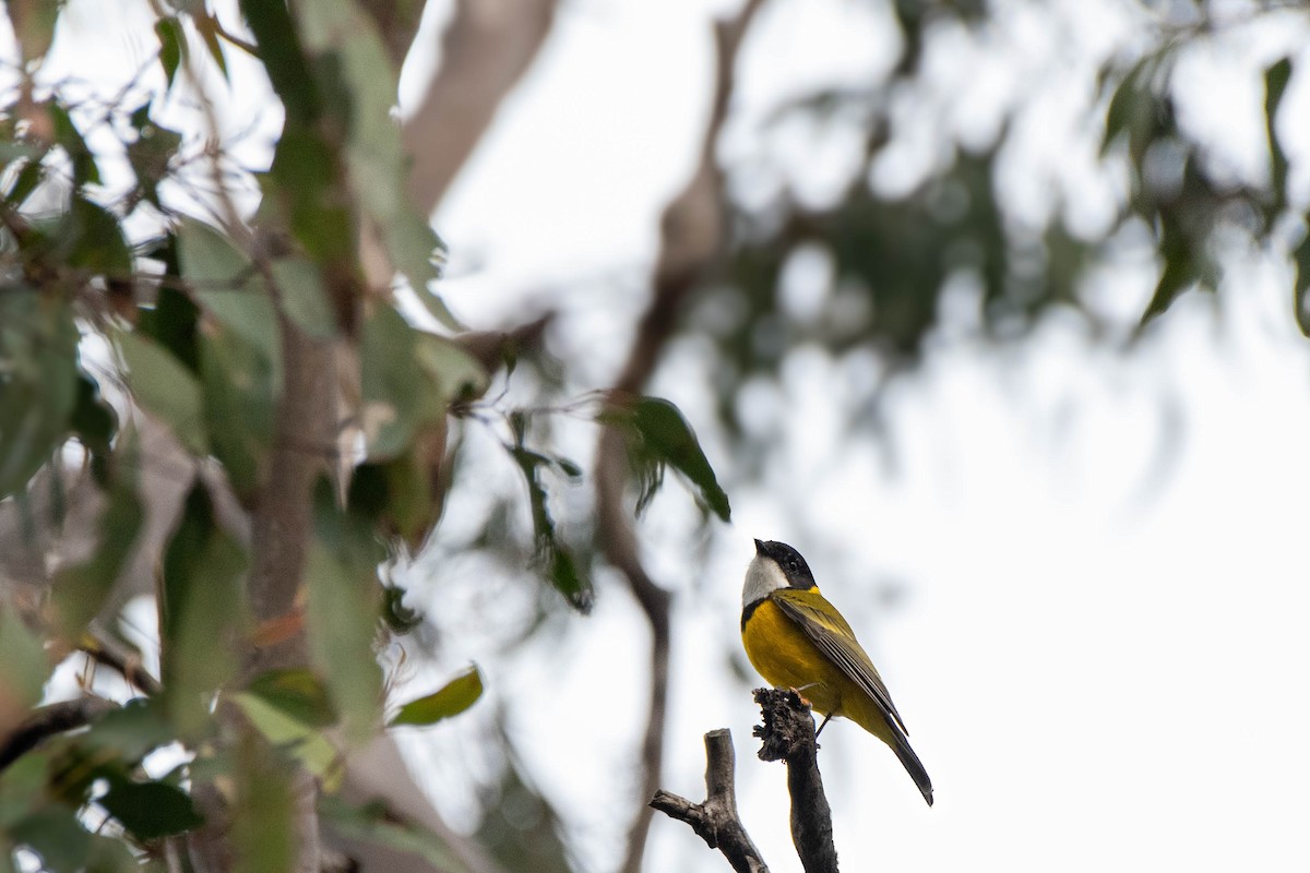 Golden Whistler - ML622193489