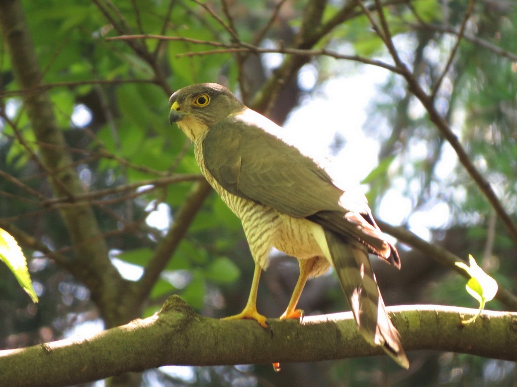 Japanese Sparrowhawk - ML622193492