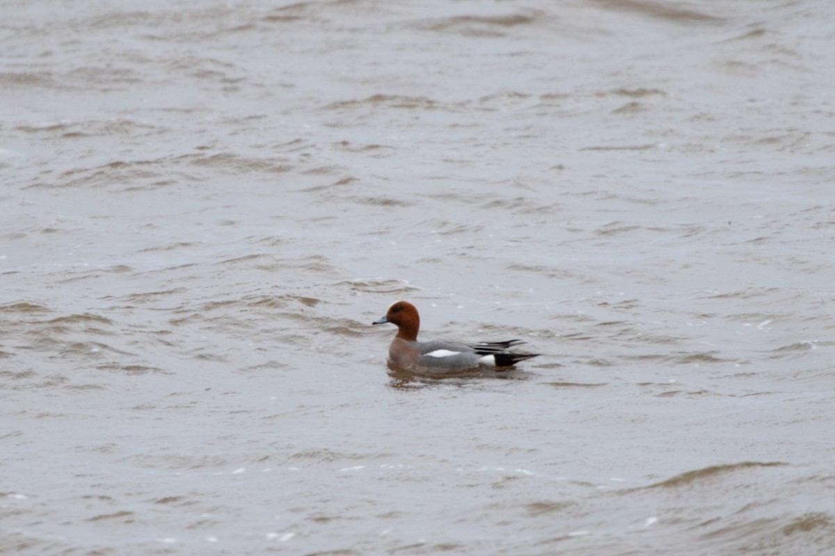 Eurasian Wigeon - ML622193496