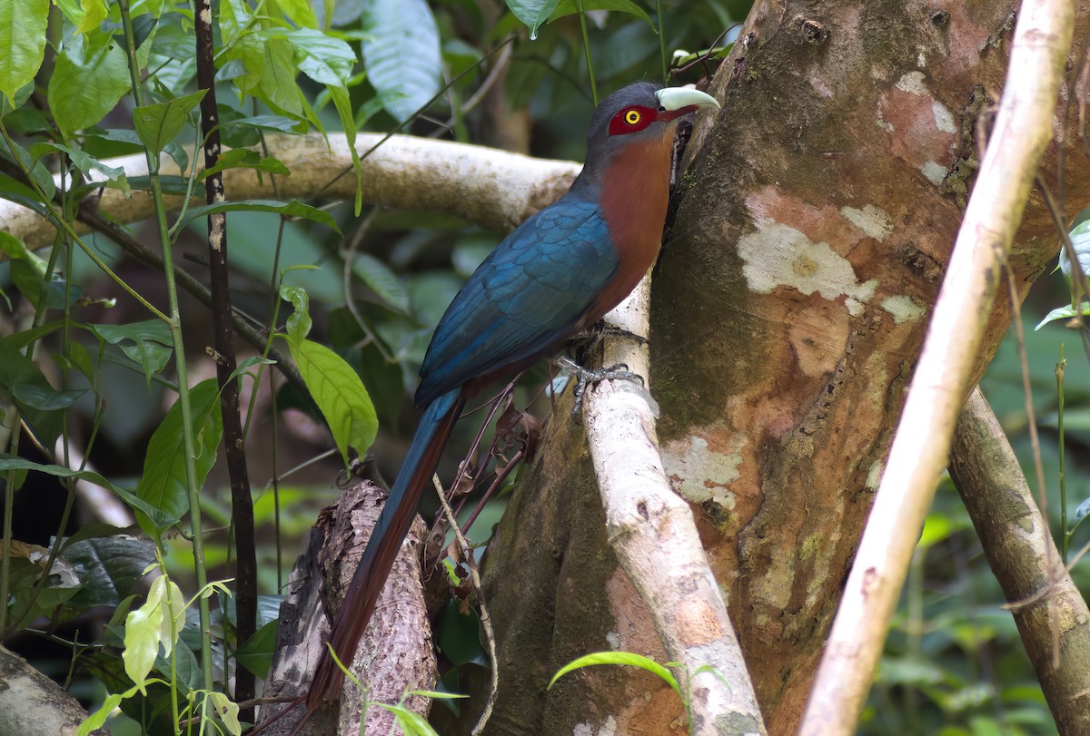 Chestnut-breasted Malkoha - ML622193497