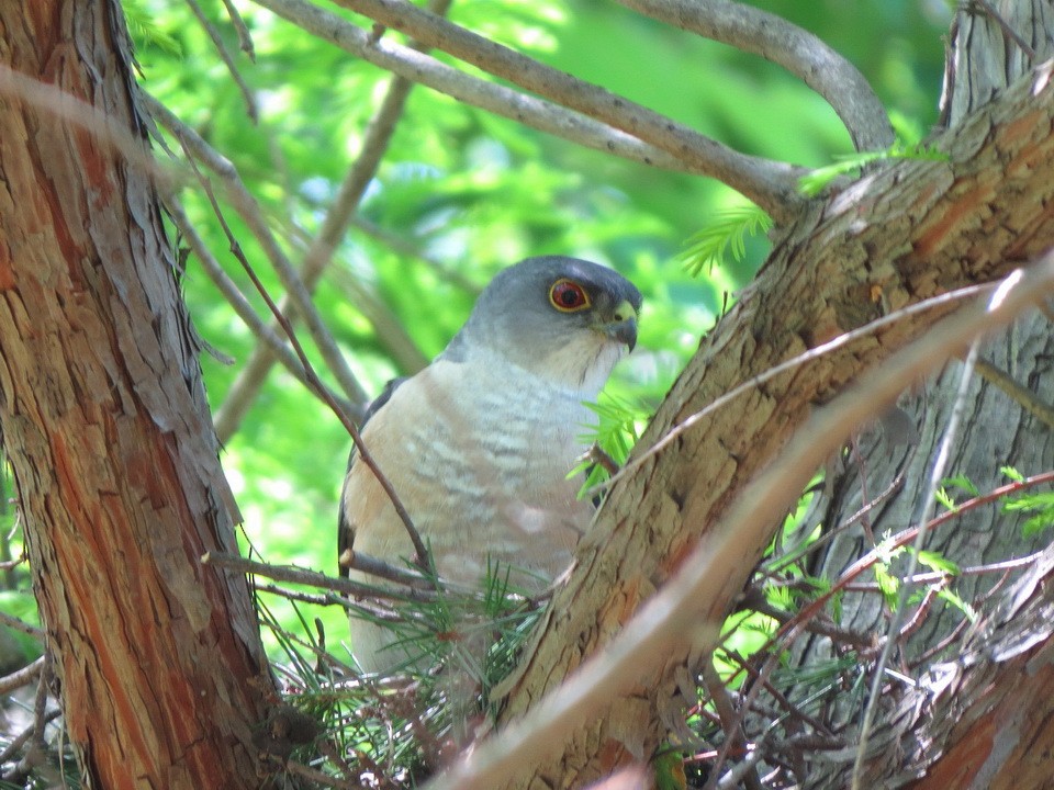 Japanese Sparrowhawk - ML622193498