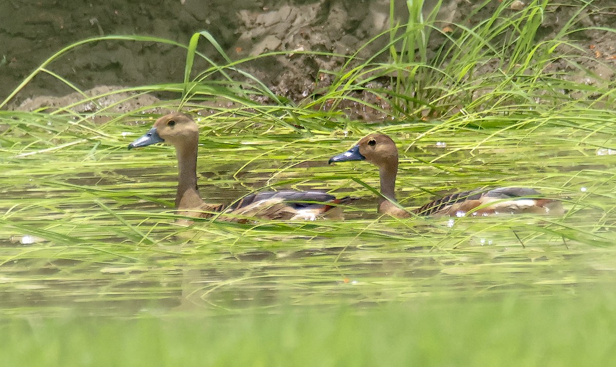 Lesser Whistling-Duck - ML622193499