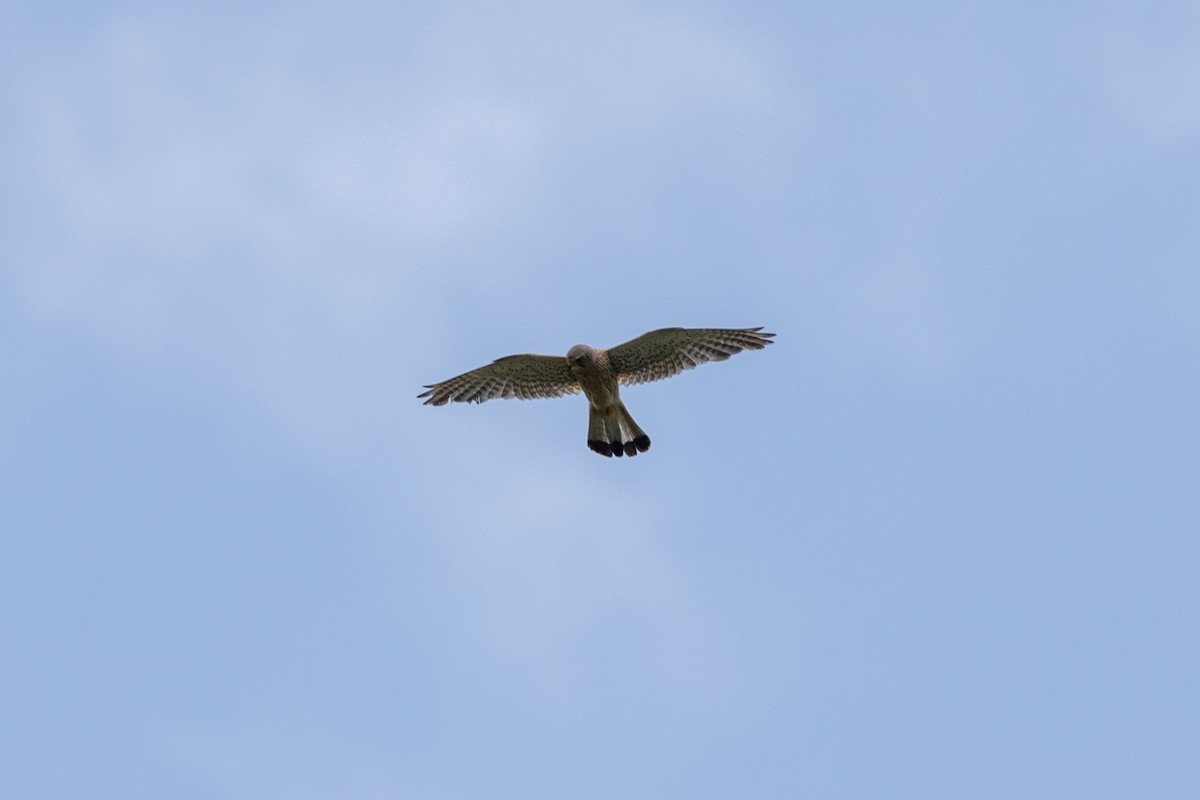 Eurasian Kestrel - Simone Stefanetti