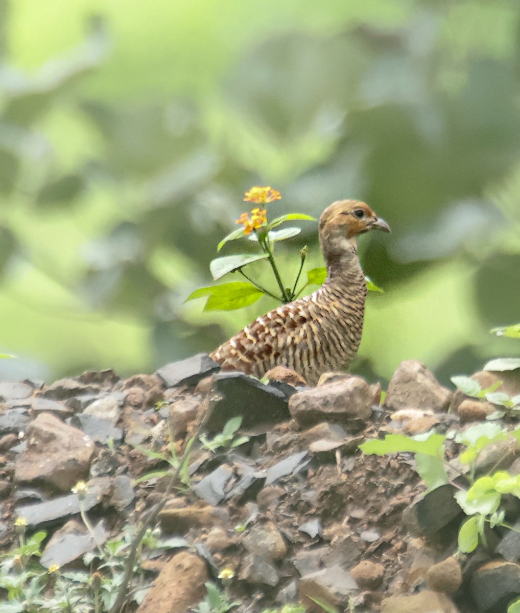 Gray Francolin - ML622193502