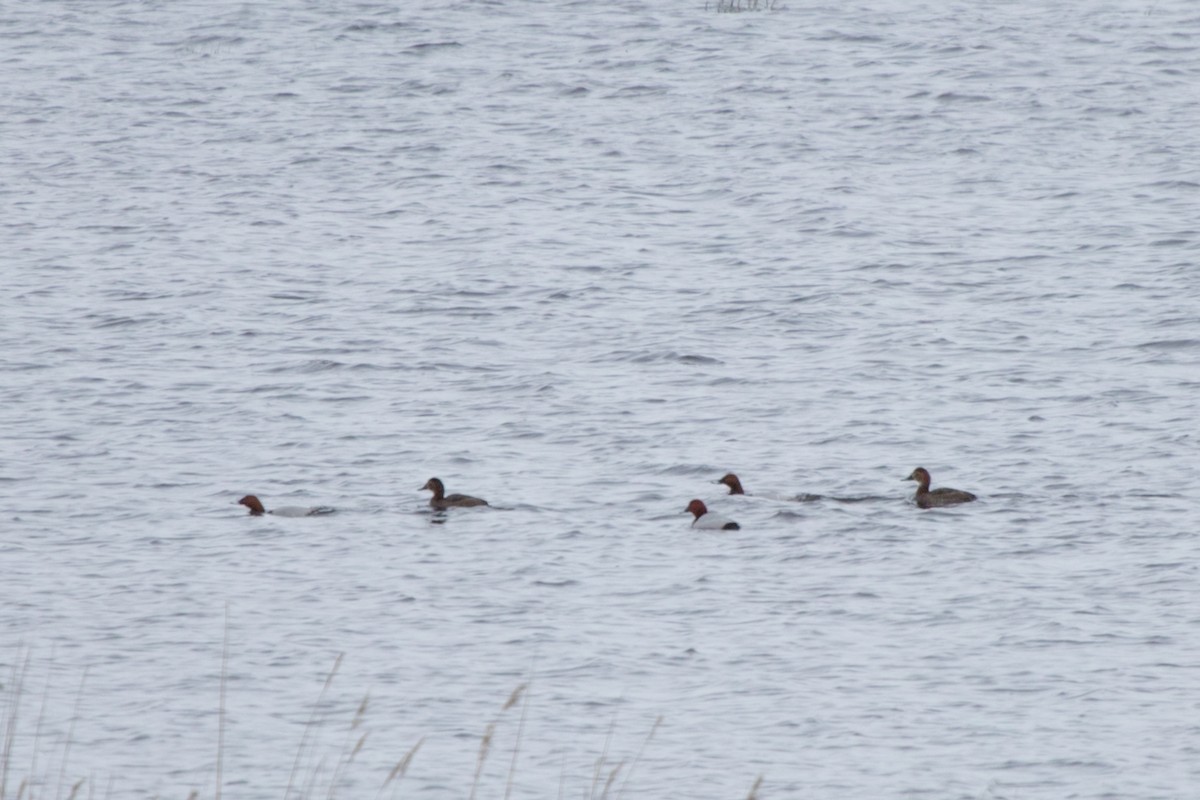 Common Pochard - ML622193503