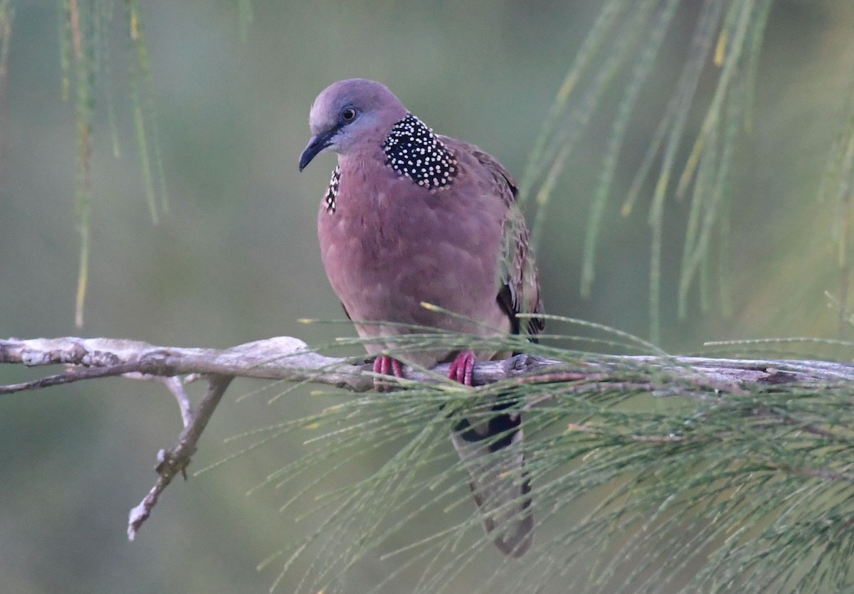 Spotted Dove - ML622193530