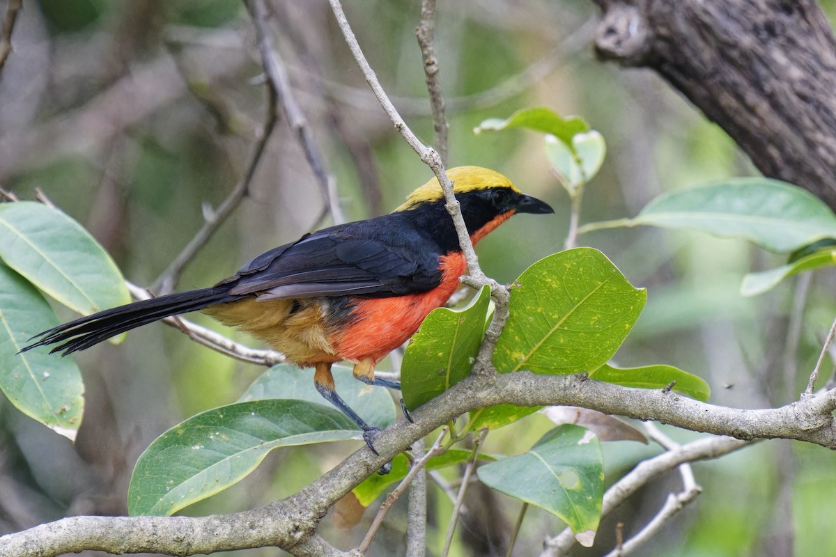 Yellow-crowned Gonolek - ML622193548