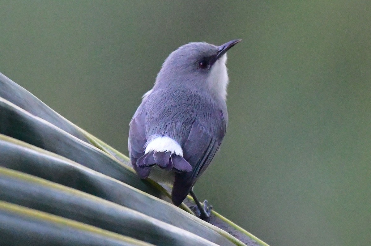 Mauritius Gray White-eye - ML622193595