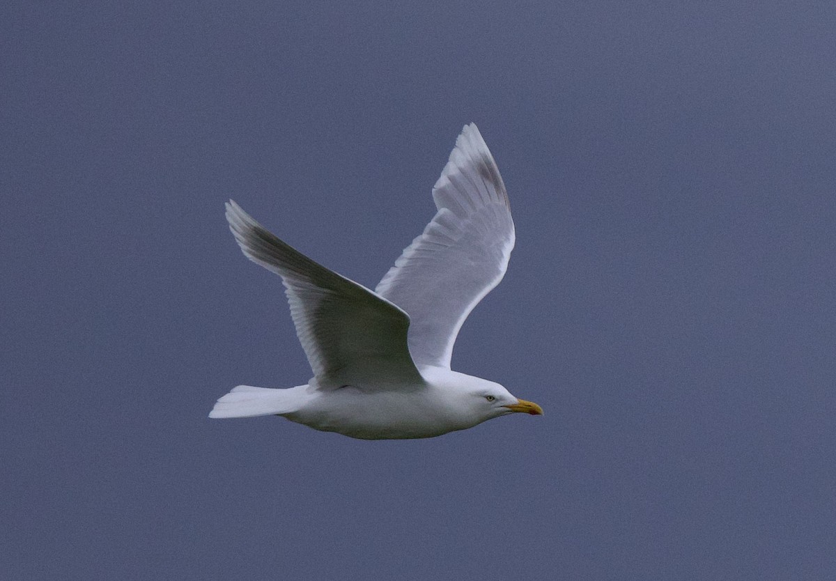 Herring x Glaucous Gull (hybrid) - ML622193610