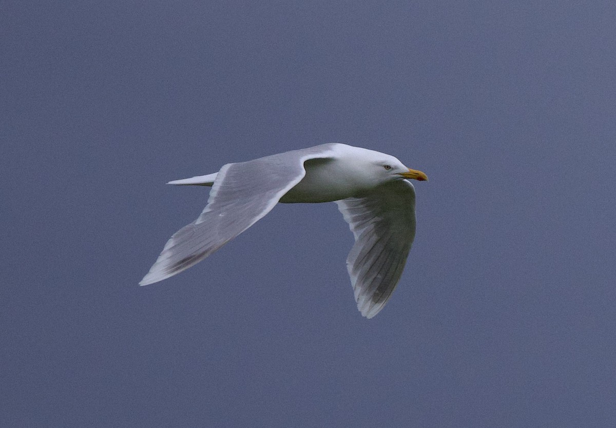 Herring x Glaucous Gull (hybrid) - ML622193611