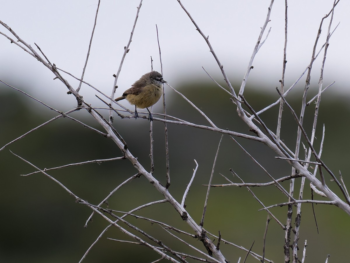 Southern Penduline-Tit - Zach V