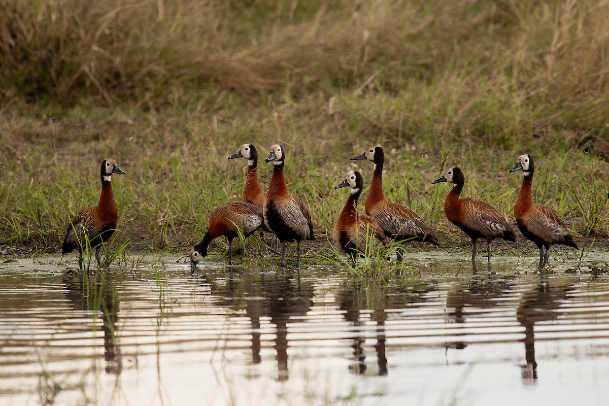 White-faced Whistling-Duck - Mike “Champ” Krzychylkiewicz