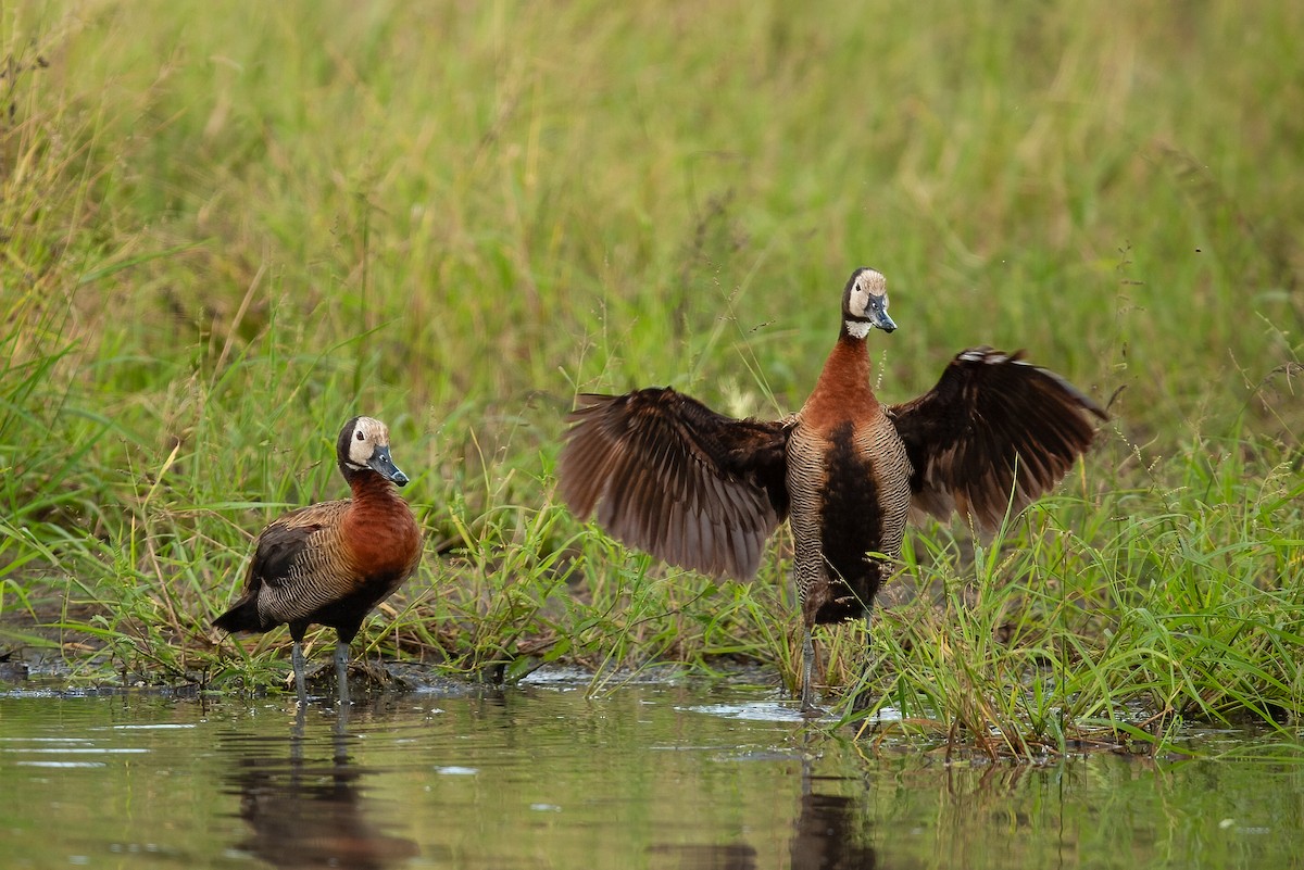 White-faced Whistling-Duck - ML622193835