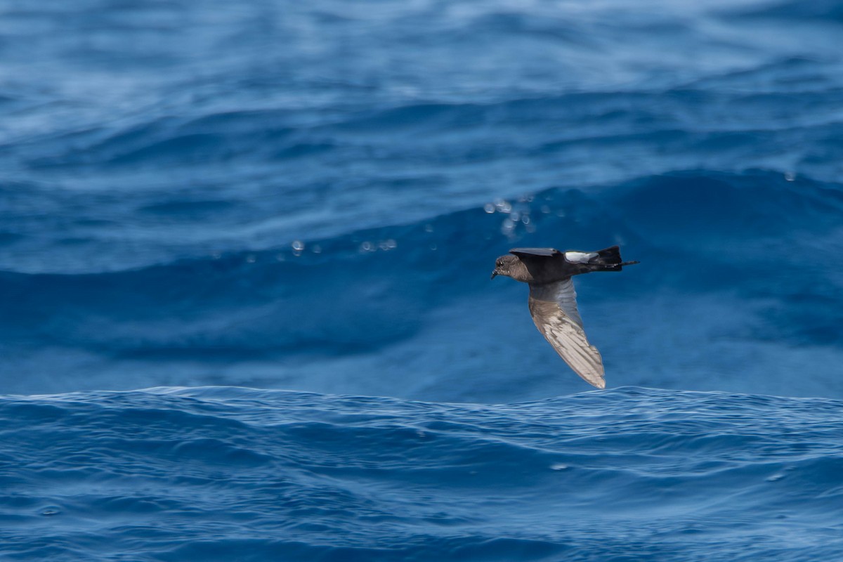 Wilson's Storm-Petrel - uri laor