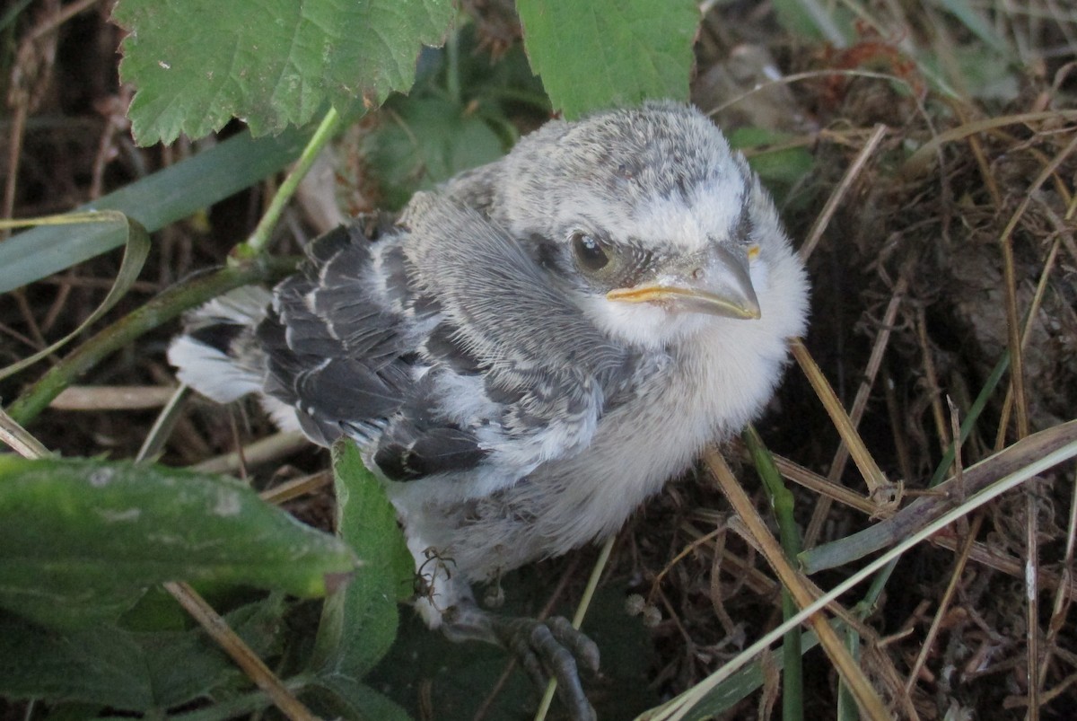 Lesser Gray Shrike - ML622194040