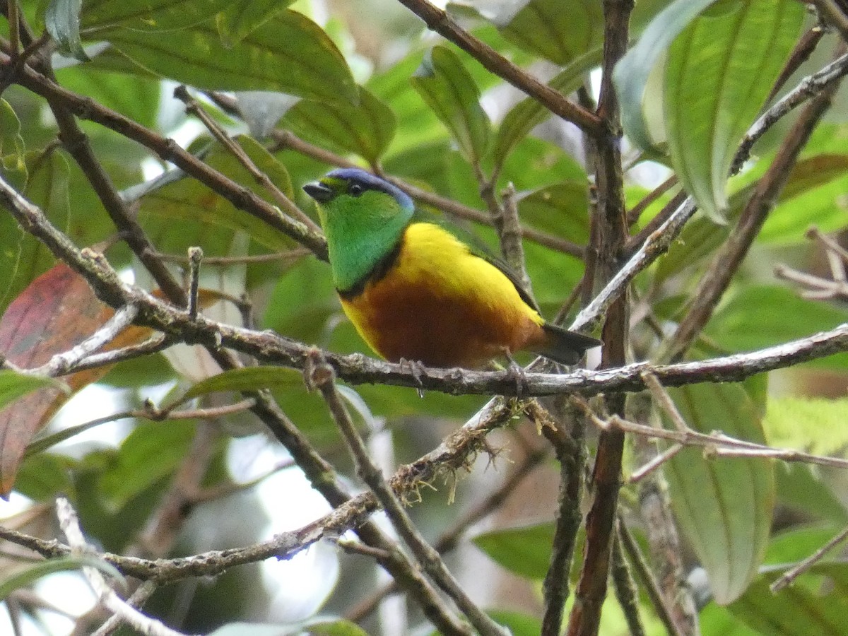 Chestnut-breasted Chlorophonia - ML622194066