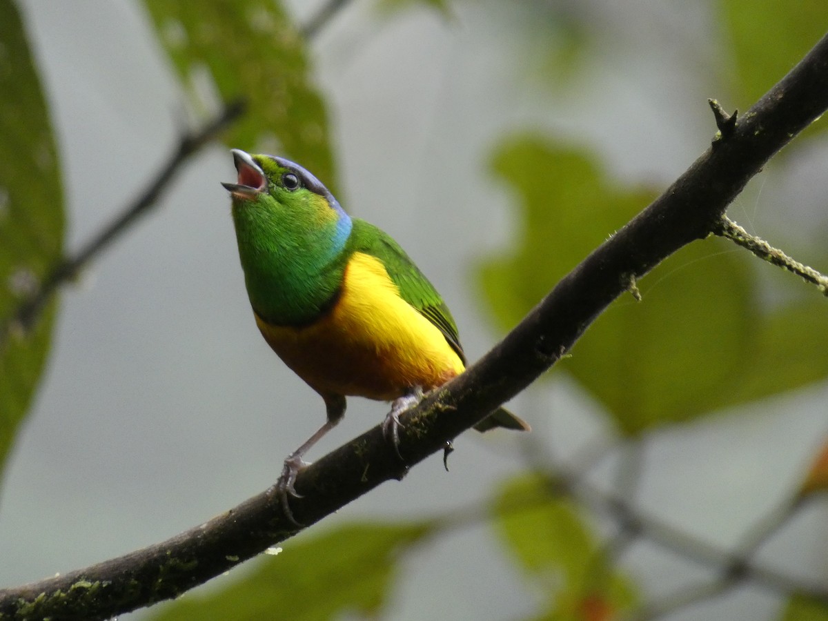 Chestnut-breasted Chlorophonia - Cathryn Pritchard