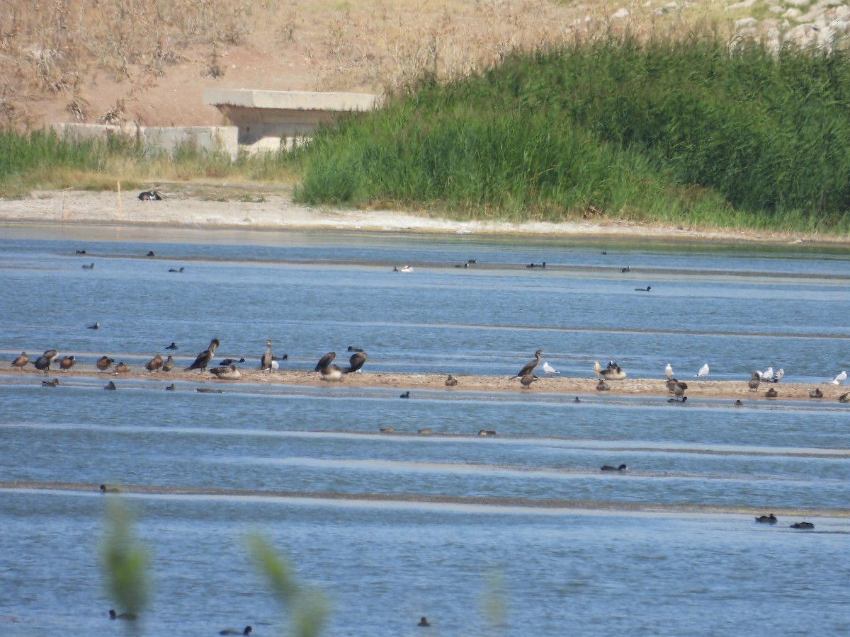 Great Cormorant - ML622194170