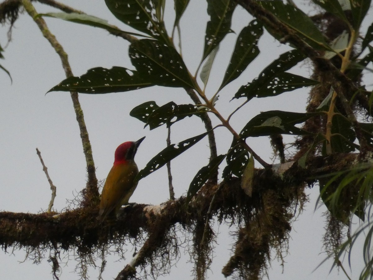 Yellow-vented Woodpecker - ML622194172