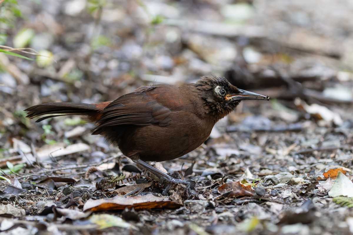 South Island Saddleback - ML622194285