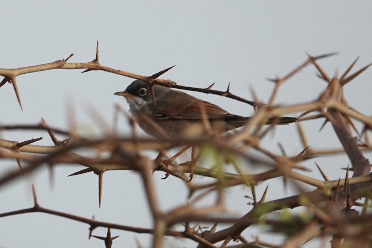 Spectacled Warbler - ML622194308