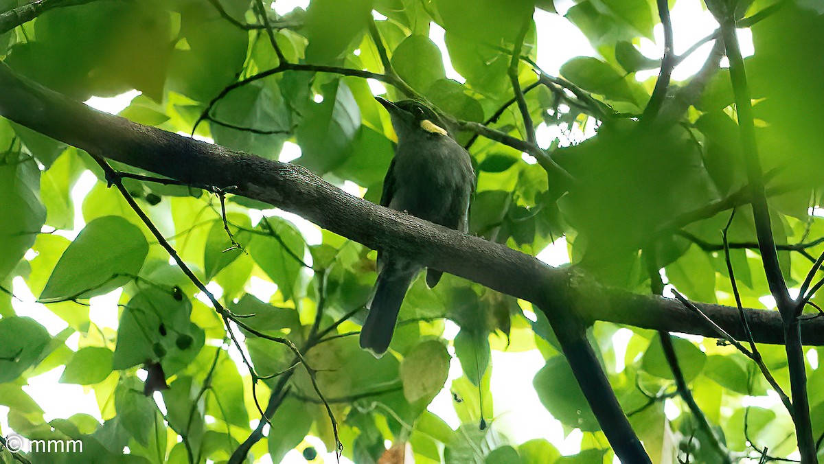 Puff-backed Honeyeater - ML622194441