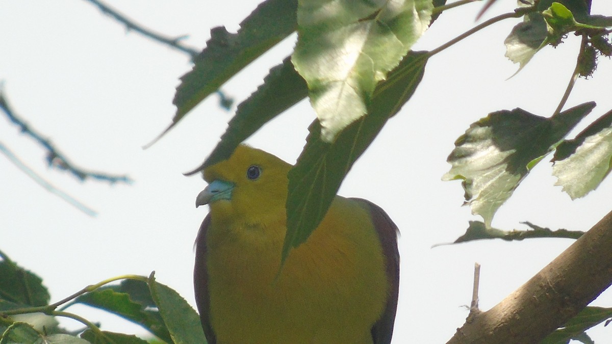 Wedge-tailed Green-Pigeon - Ali Mosvi
