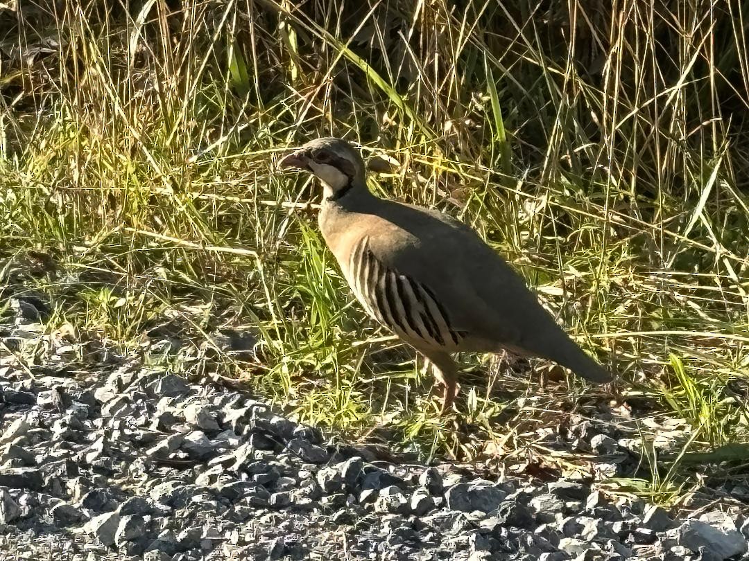 Chukar - ML622194535