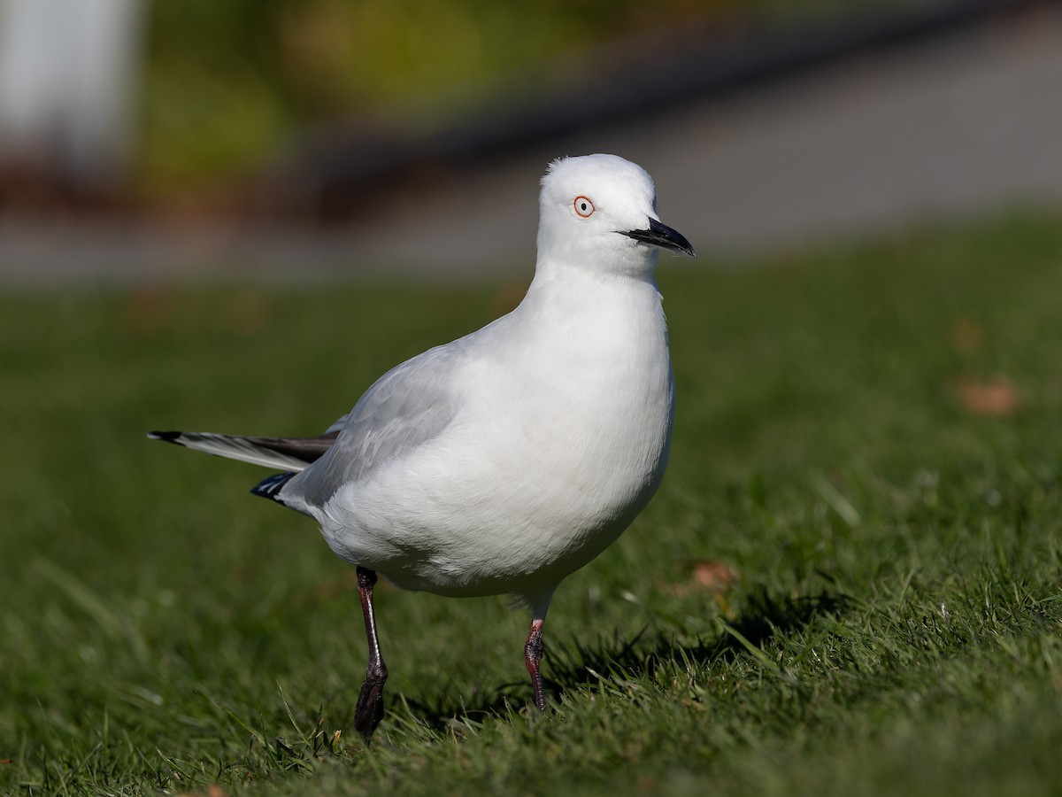 Mouette de Buller - ML622194545