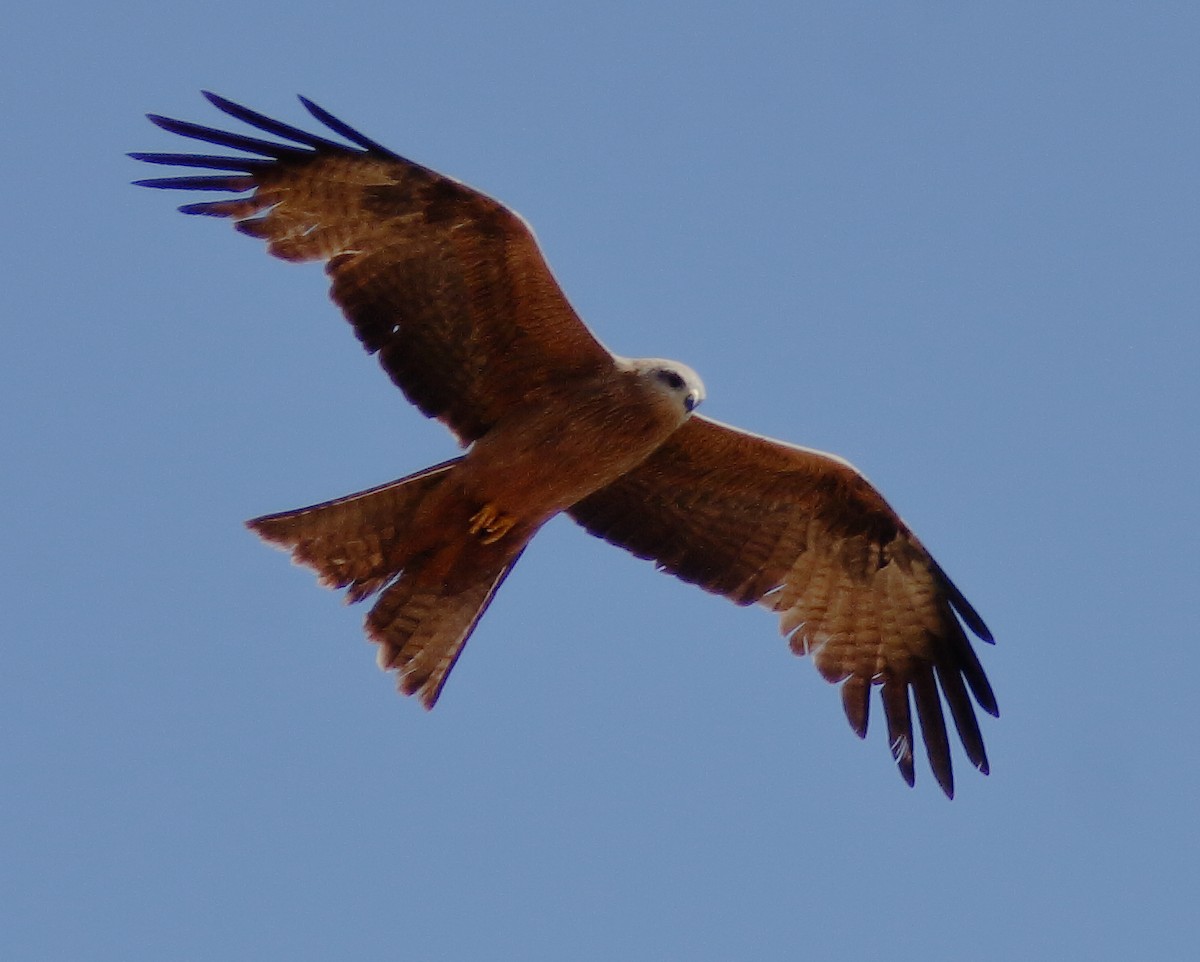 Black Kite (Black) - Rex Matthews