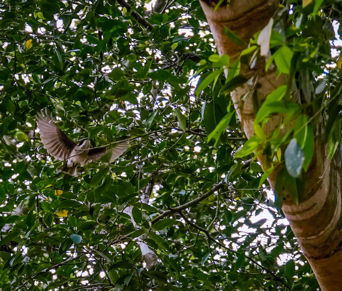 Large Woodshrike - ML622194671