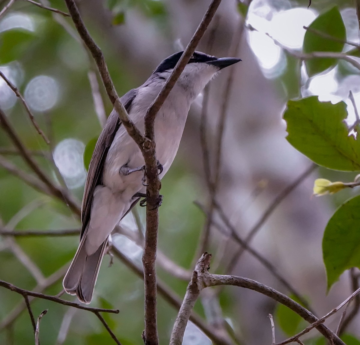 Large Woodshrike - ML622194672