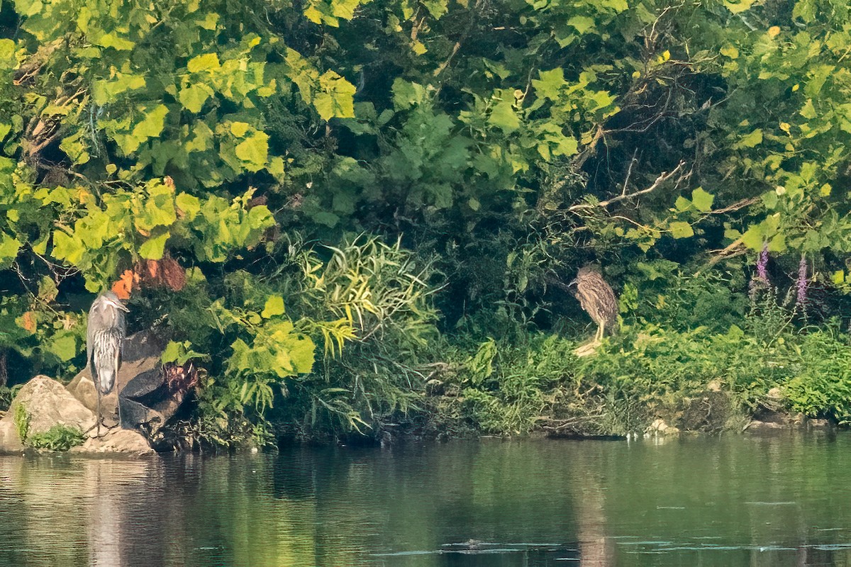 Black-crowned Night Heron - ML622194681