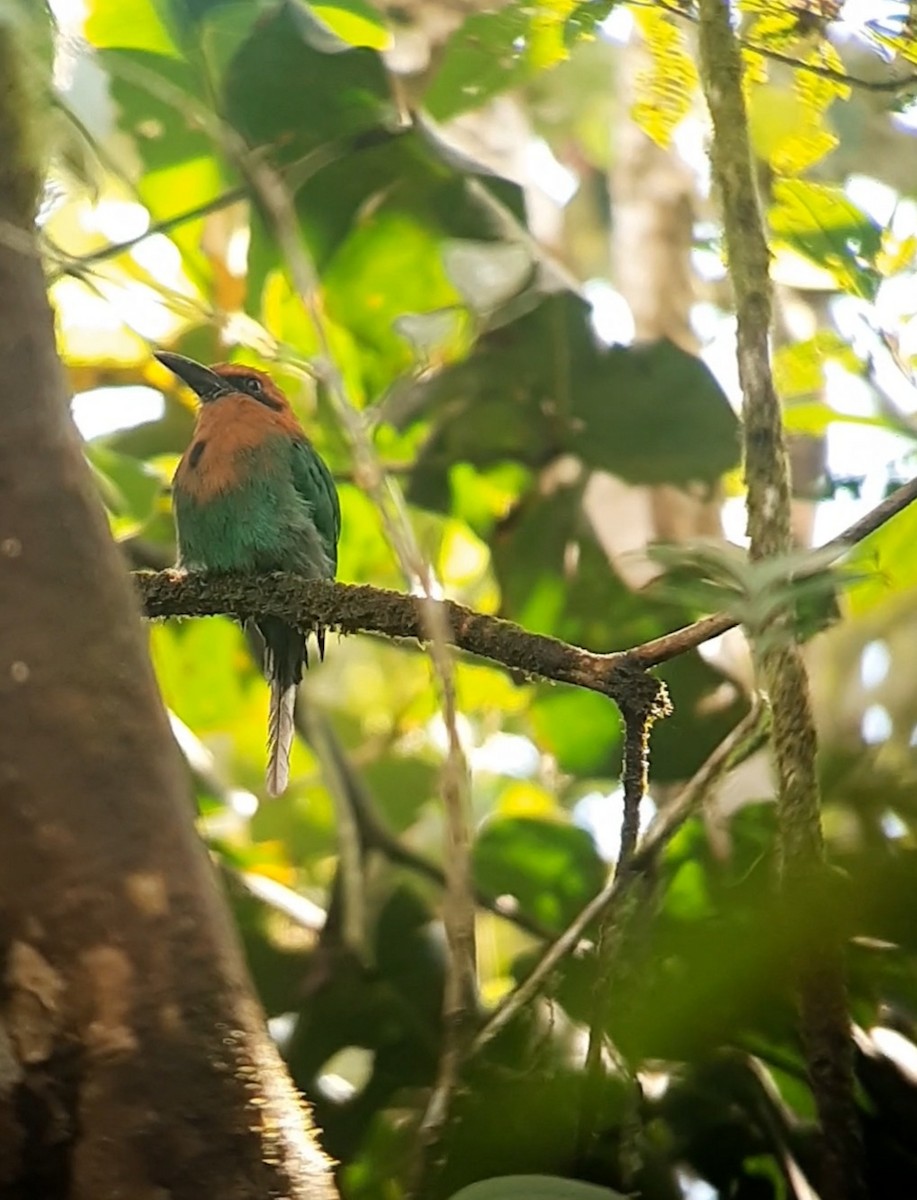 Broad-billed Motmot (Broad-billed) - ML622194684