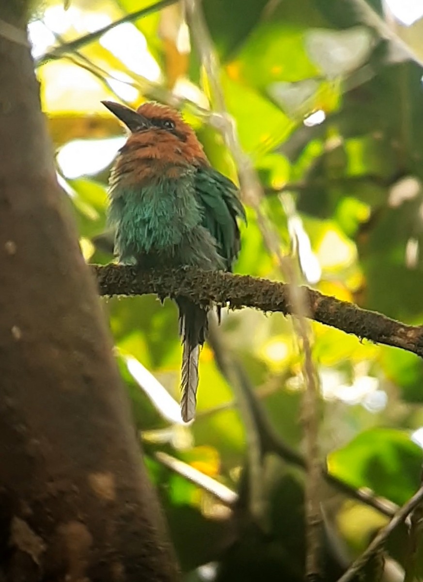 Broad-billed Motmot (Broad-billed) - ML622194685