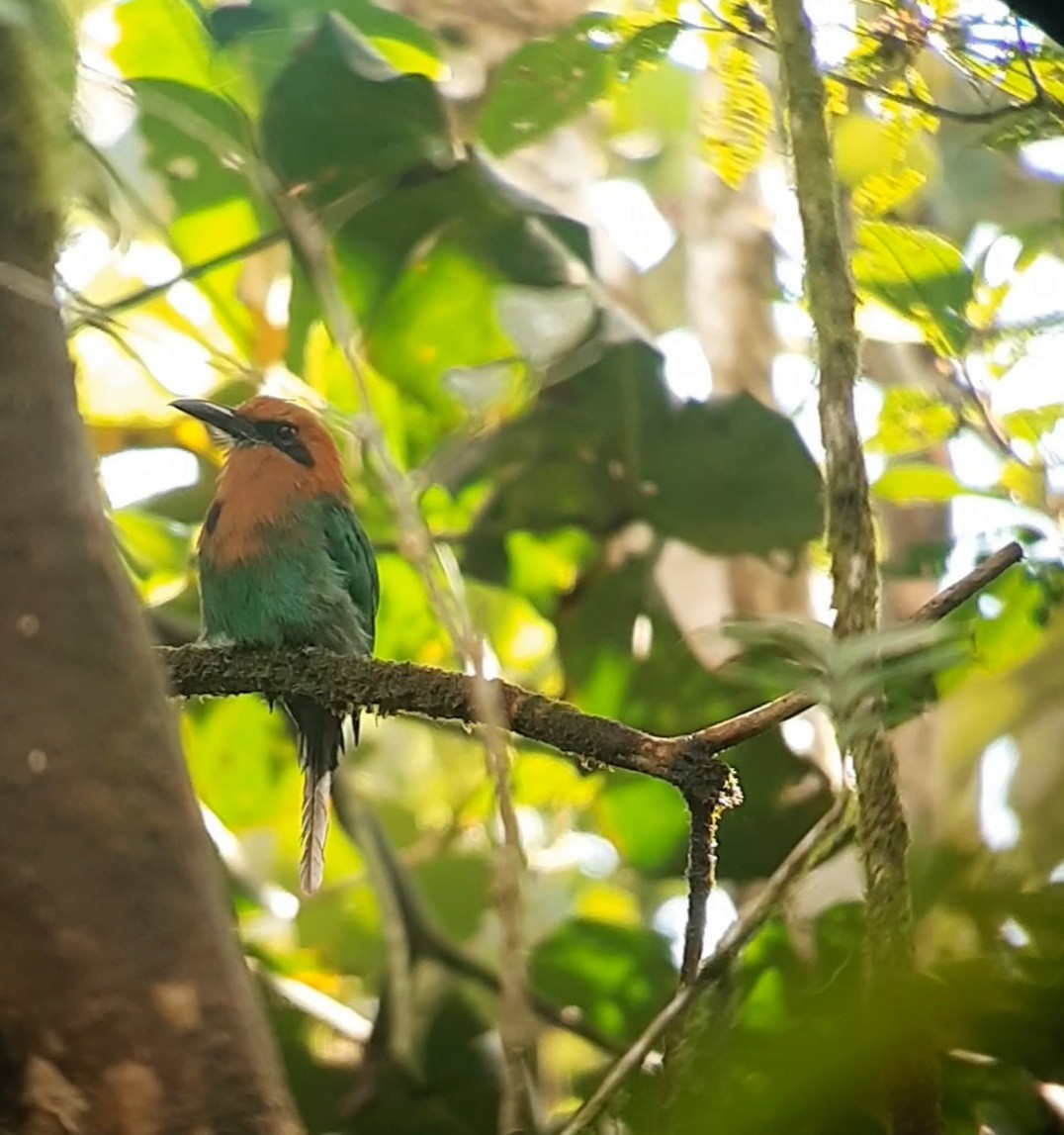 Broad-billed Motmot (Broad-billed) - ML622194686