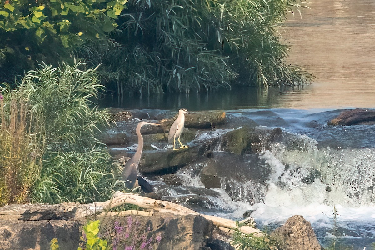 Black-crowned Night Heron - ML622194691