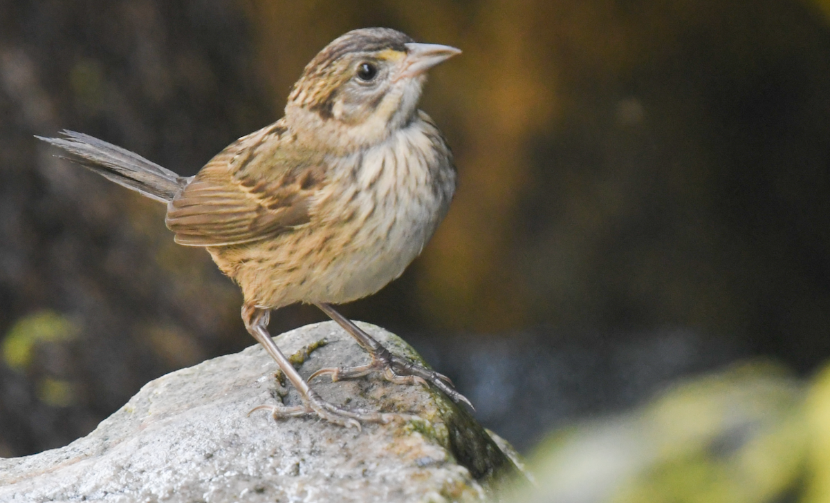 Seaside Sparrow - ML622194736