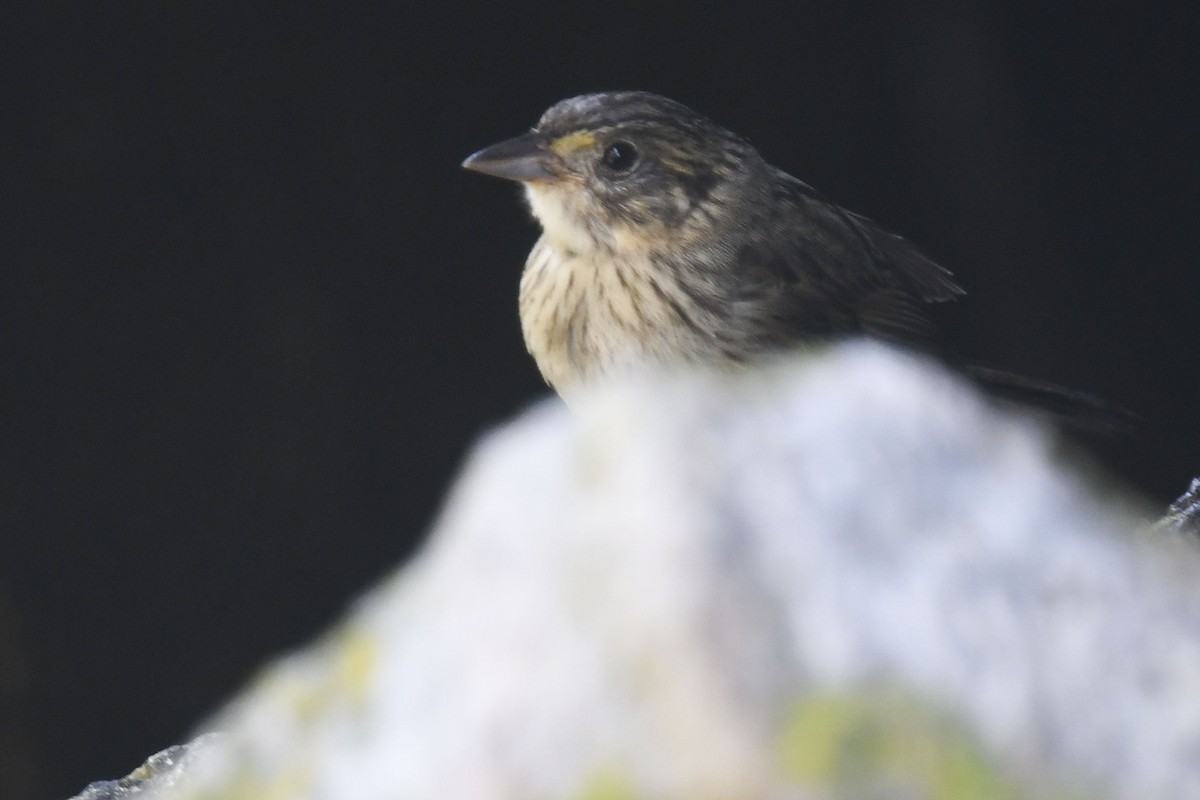 Seaside Sparrow - Reed Robinson