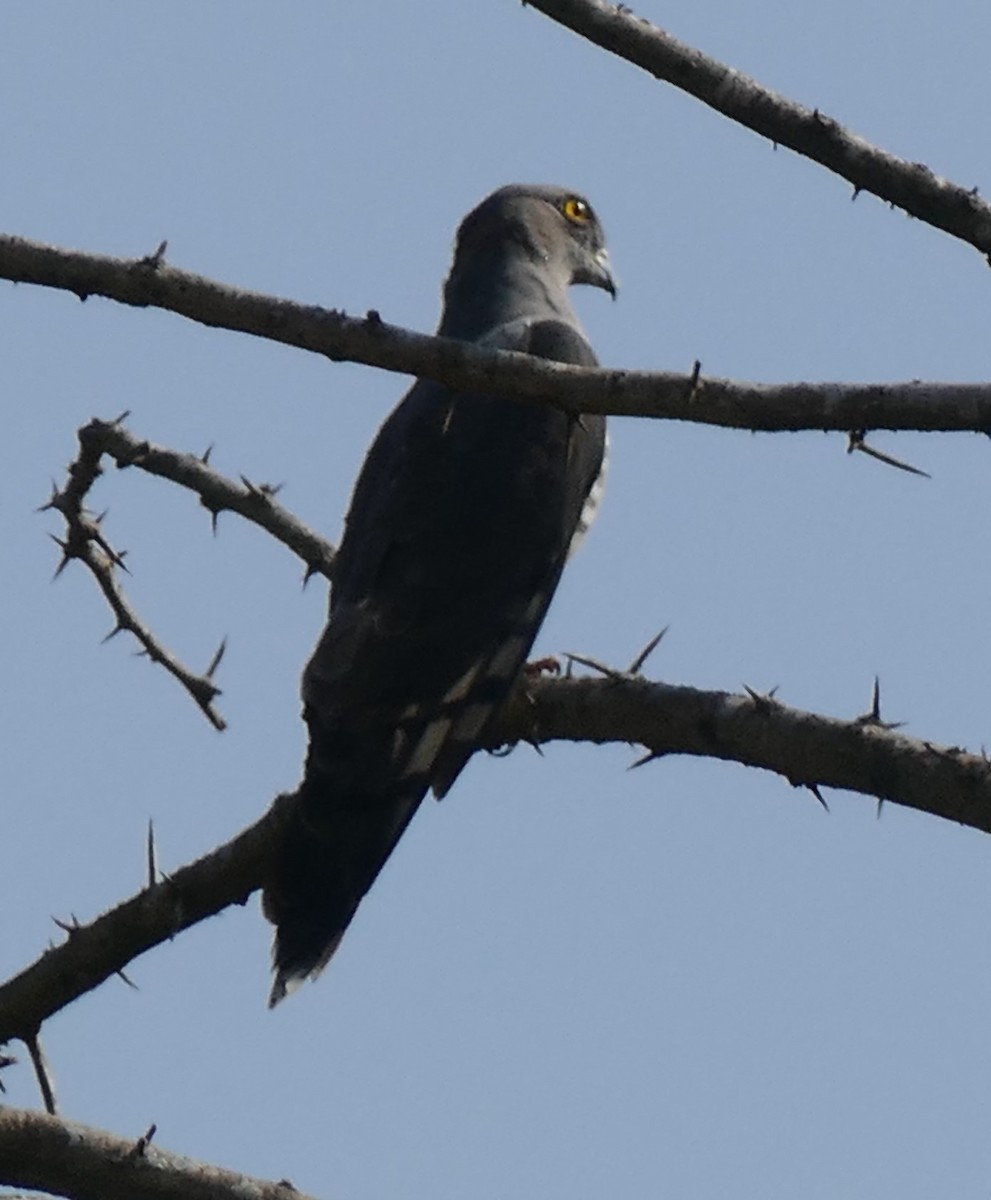 African Cuckoo-Hawk - ML622194751