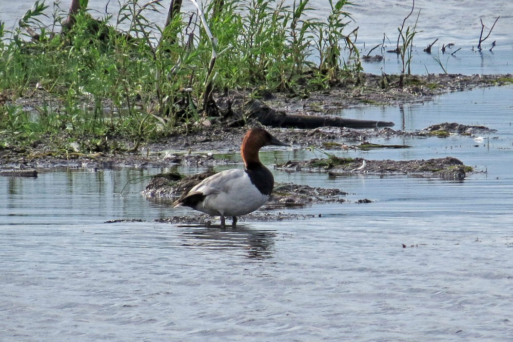 Canvasback - ML622194824