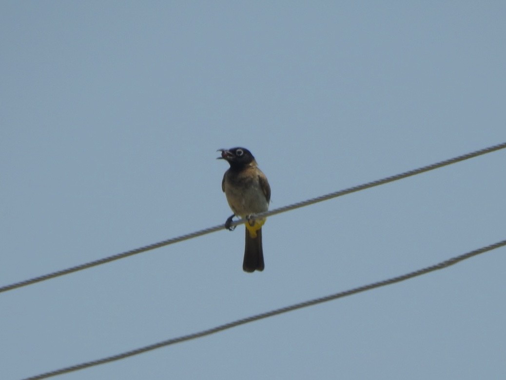 Bulbul Árabe - ML622194953