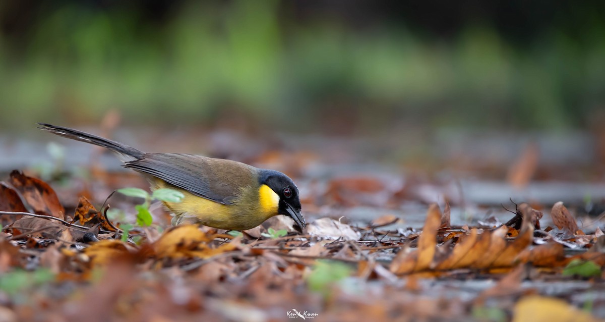 Blue-crowned Laughingthrush - ML622194959