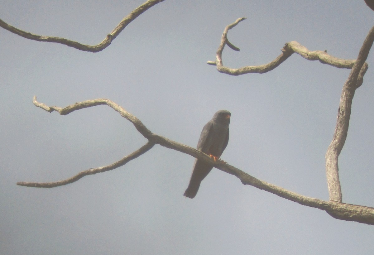 Red-footed Falcon - ML622194960