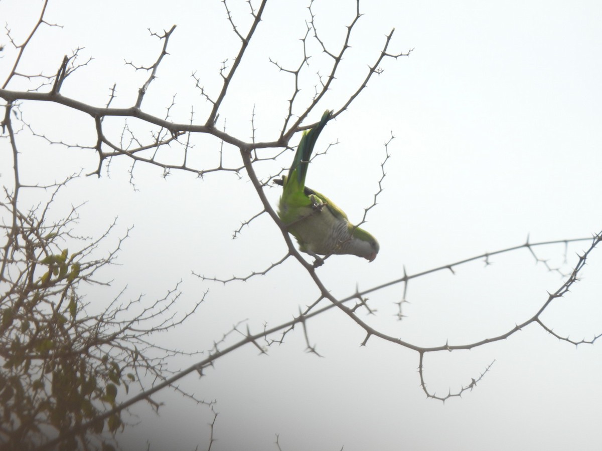 Monk Parakeet - ML622194966